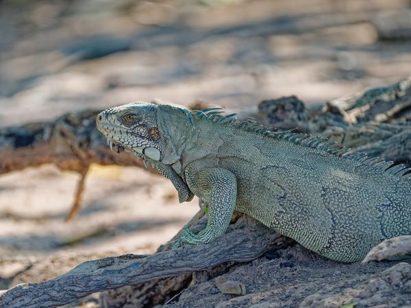 Groene leguaan (Iguana iguana)